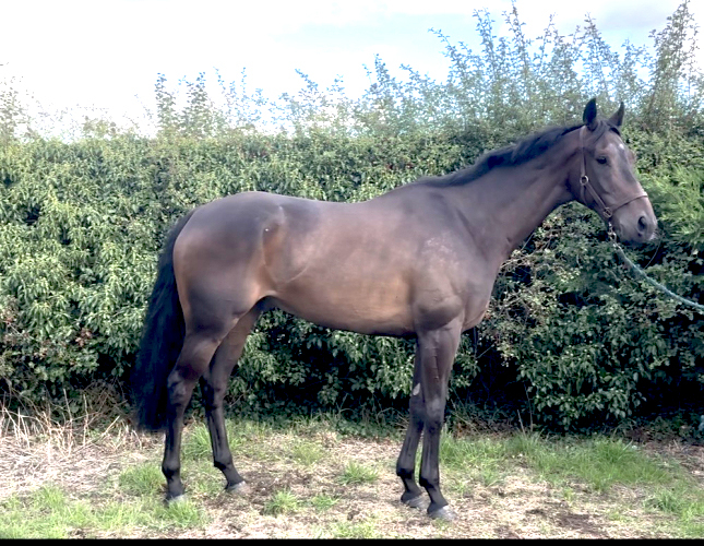 Stunning ROR ELIGBLE gelding