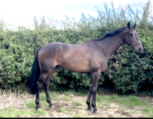 Stunning ROR ELIGBLE gelding 
