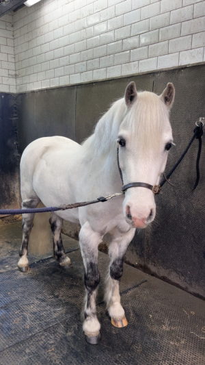 🦄CHILDS UNICORN FOR SALE 🦄 8yo gelding 