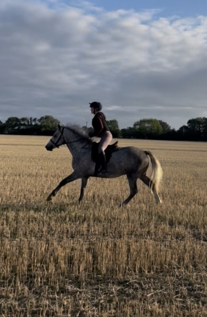 Lovely young connemara, backed and riding away