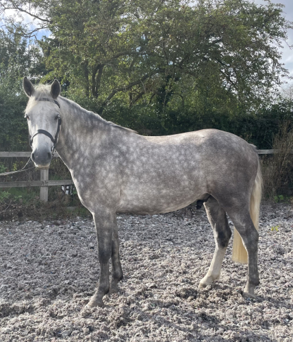 Lovely young connemara, ready to be produced