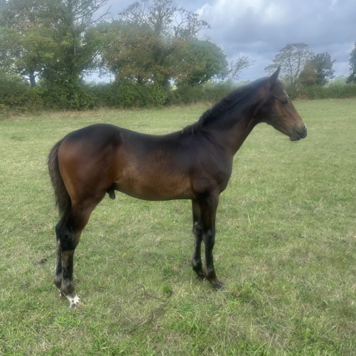 CANDY CRESCENT MOON 2026 COLT - SLIGO CANDY BOY (ISH) x ROYALE CRUISE. CRUISING-CAVALIER ROYALE-CLOVER HILL.