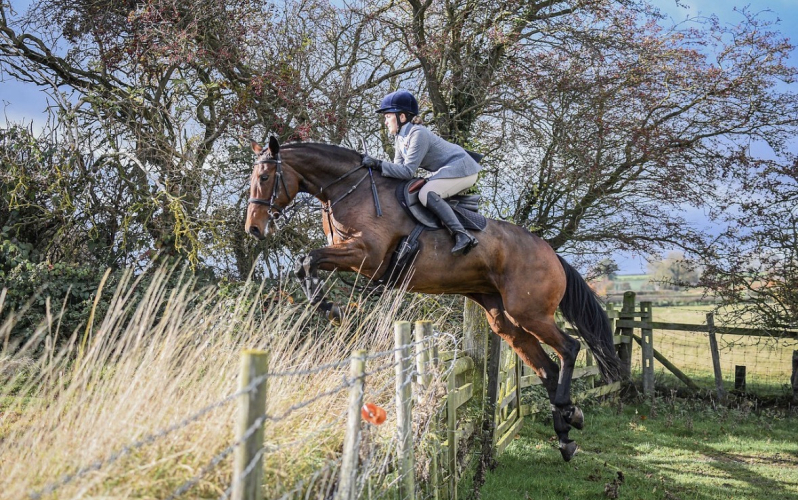 Stunning hunter/showjumper mare for sale