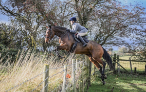Stunning hunter/showjumper mare for sale