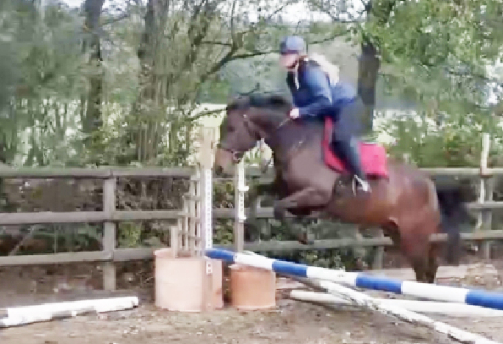 Well Bred Sports Mare