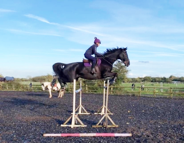 Anglo European mare