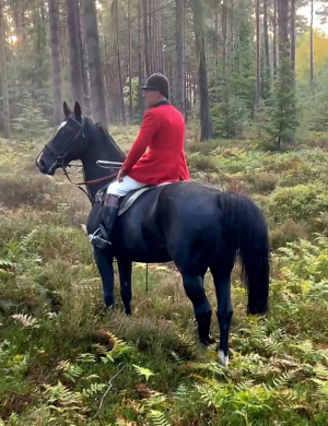 Huntsman’s / field Masters Horse