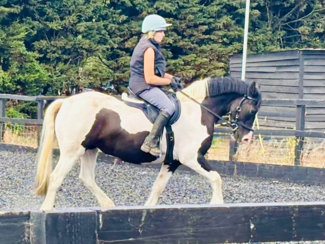 Lovely 14.2 Piebald Irish Mare