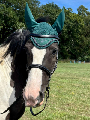 Lovely 14.2 Piebald Irish Mare