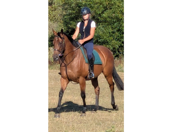Promising 16 hands 1 in 4-year-old gelding with a lovely attitude