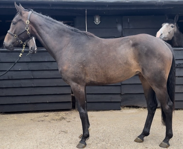 3 year old Irish sports horse filly
