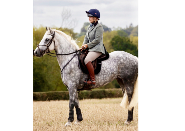 Stunning Connemara 5 year old Mare