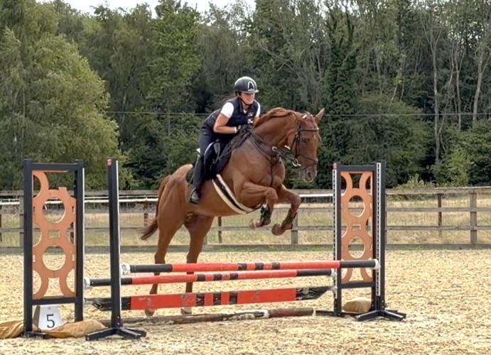 Handsome 9yo Tb gelding, the perfect allrounder
