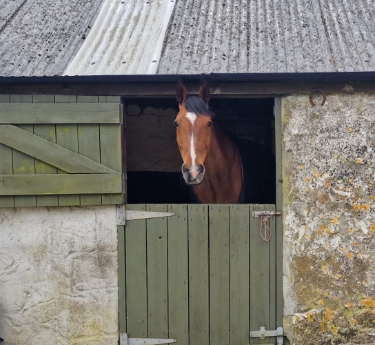 Rupert - Genuine allrounder