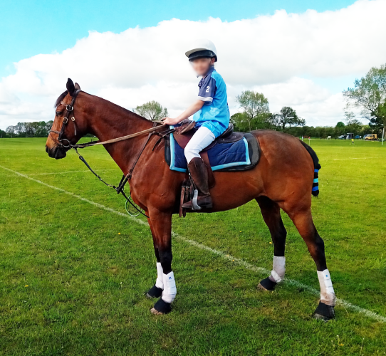 Smart Dressage / Hack