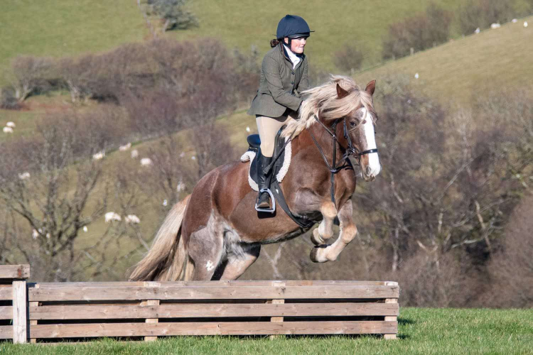 Fabulous Hunting Cob