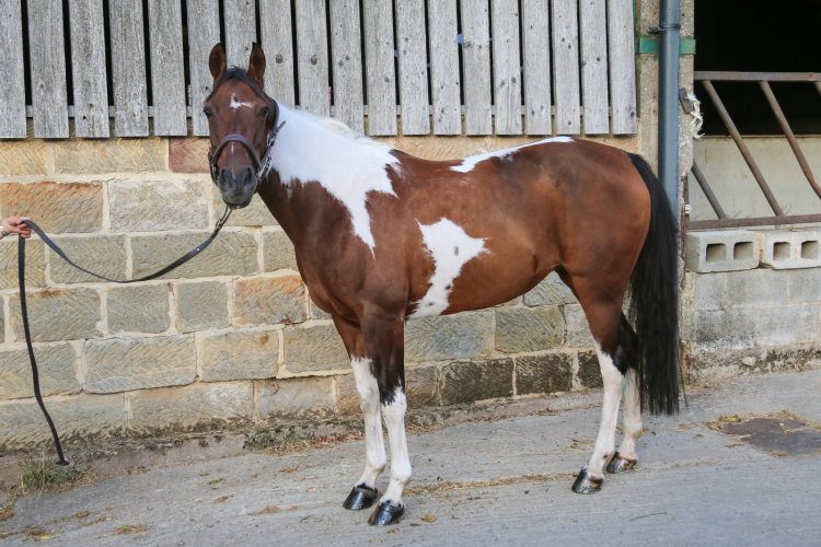 Superstar pony