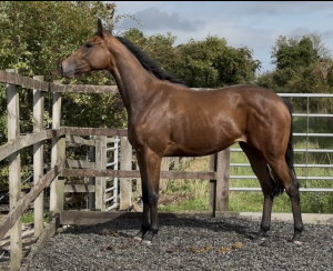 Secret 15.2 smart filly 
