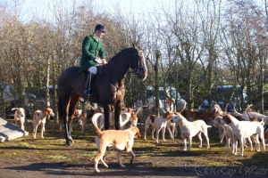 Top Class 17.2hh Masters Hunter