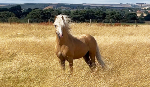 SERIOUSLY FLASHY PALOMINO WELSH SECTION A — FUTURE COMPETITION STAR