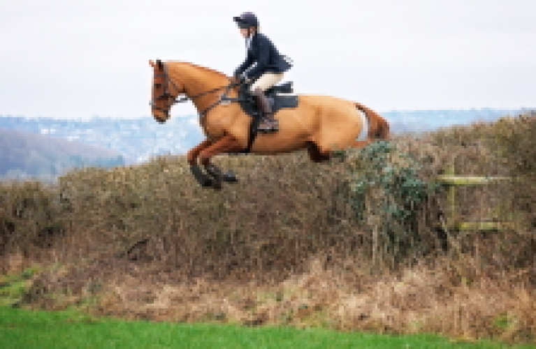 Stunning Chestnut Hunter / All Rounder