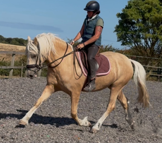 Stunning Palamino Gelding