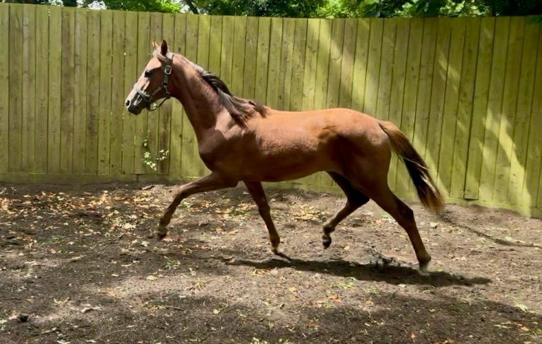 Top quality liver chestnut yearling filly Dutch Dream x Don Frederic x Breitling