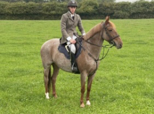 Lovely 14.2hh