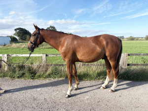 Quality 2yo for sale 