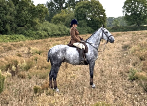 Quality Irish Draught Hunter / Allrounder