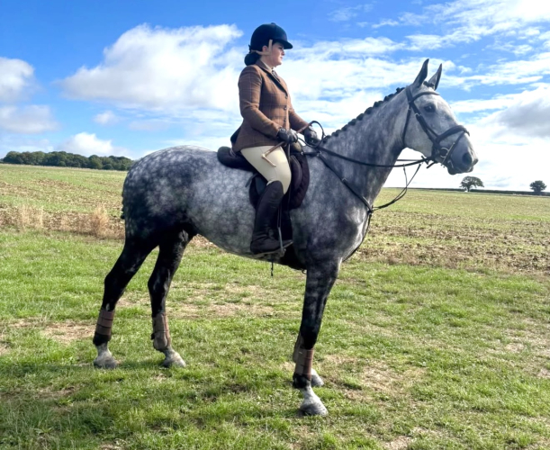 Quality Irish Draught Hunter / Allrounder