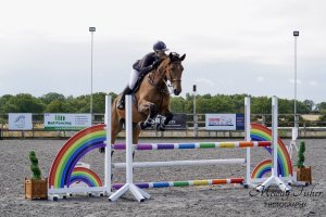 Young Prospect for SJ/Eventing/Hunting