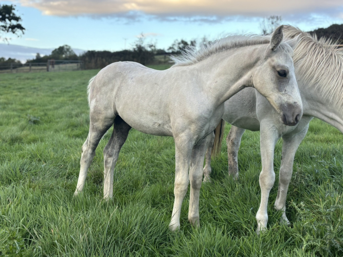 Beautiful Connemara x warmblood