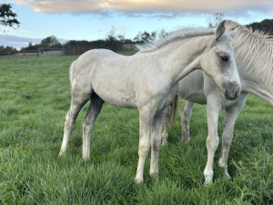 Beautiful Connemara x warmblood 