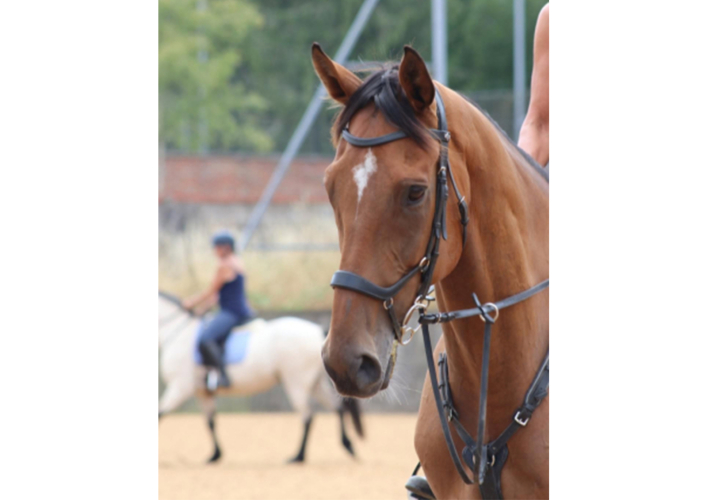 Lovely 18hh Thoroughbred