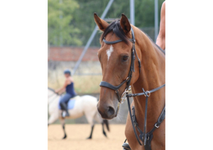 Lovely 18hh Thoroughbred