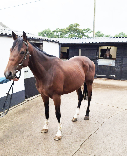 Very Genuine 5 Y O bay Gelding