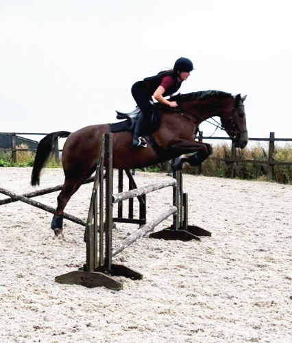 Stunning Sports Horse