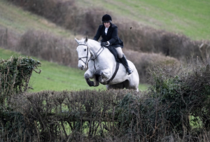 16hh Irish 13yo Grey Irish Draught Mare – Experienced Hunting Schoolmistress