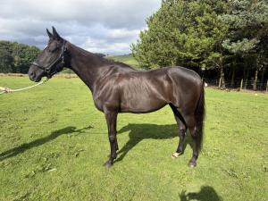 Beautiful Ladies Hack & Potential Hunter 
