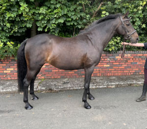 Gorgeous Allrounder 