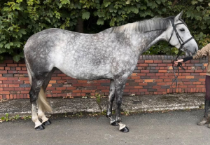 Beautiful Allrounder 