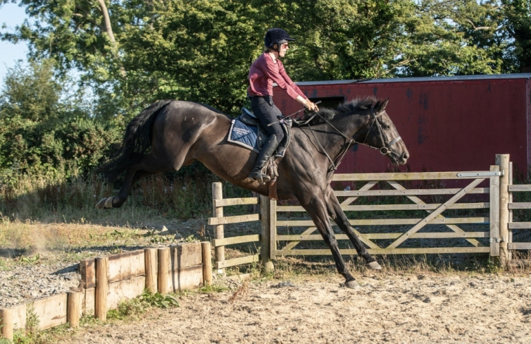 Quality gelding with all the scope and ability