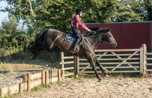 Quality gelding with all the scope and ability 