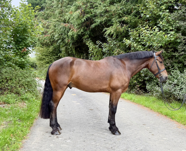 Attractive Irish Gelding