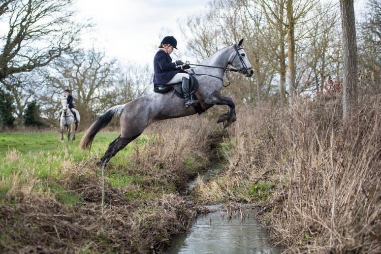 Superb Connemara Hunter/ Showjump/ Event Mare