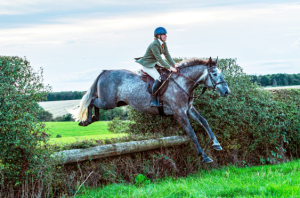 Quality Hunter / Alrounder 