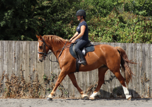 Perfect working hunter type mare