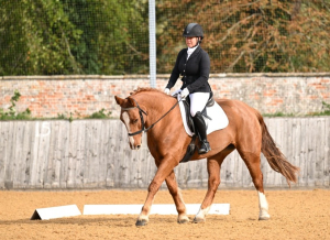 Easy allrounder mare
