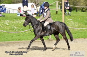 12.2HH, 9YO WELSH PB GELDING - HUNTING/PC/PONY RACING ALLROUNDER